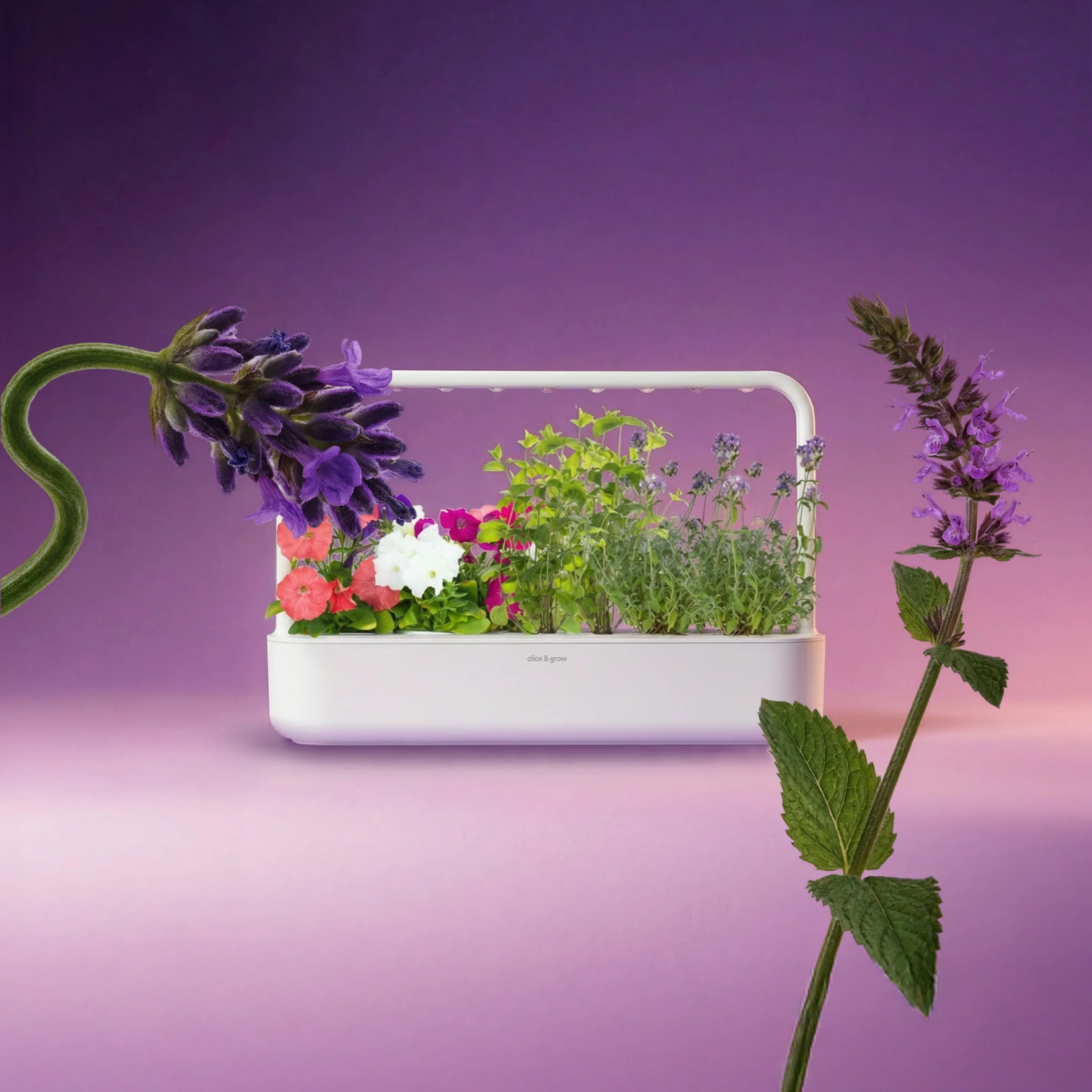 SALE All 20 Spring 2025